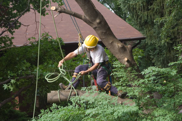 Best Tree Mulching  in Canal Fulton, OH